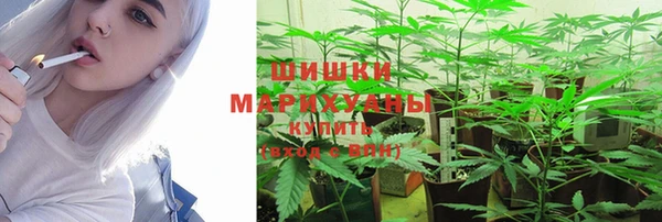 прущие грибы Алзамай